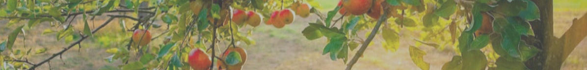 Äpfel, gesund aus der Natur