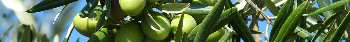 Oliven - natürliche Ernährung