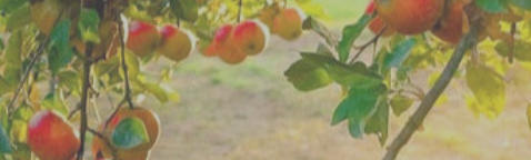 Äpfel, gesund aus der Natur