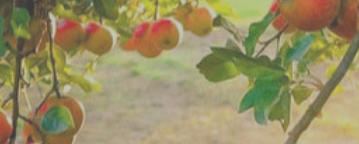 Äpfel, gesund aus der Natur