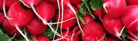 Radieschen, Erdverbundenheit natülrliche Ernährung